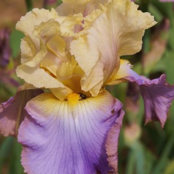 Iris germanica Distant Chimes