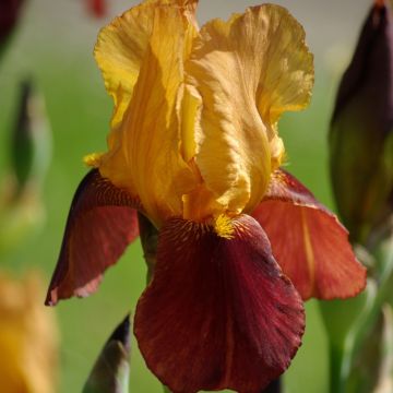 Iris germanica Gai Luron