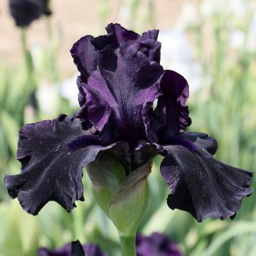 Iris à grandes fleurs Night All