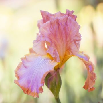 Iris à grandes fleurs Punchline