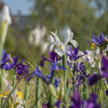 Iris Hollandica de Bretagne