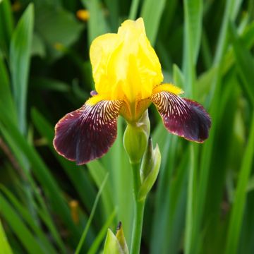 Iris de rocaille Nibelungen