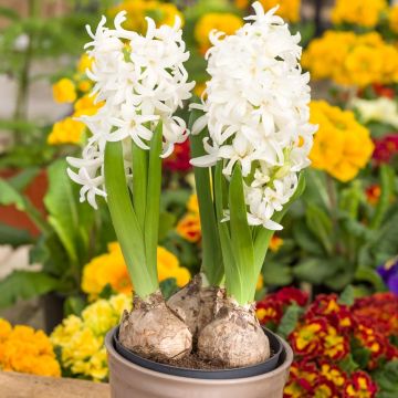 Jacinthes blanches en pot prêtes à fleurir
