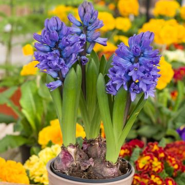 Jacinthes bleues en pot prêtes à fleurir