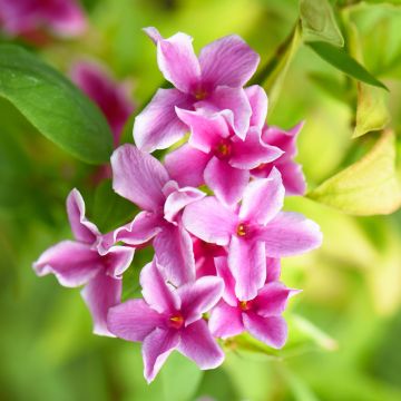 Jasmin hybride Starry ® Summer Scent
