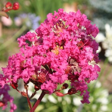 LAGERSTROEMIA indica With Love ® Kiss en pot