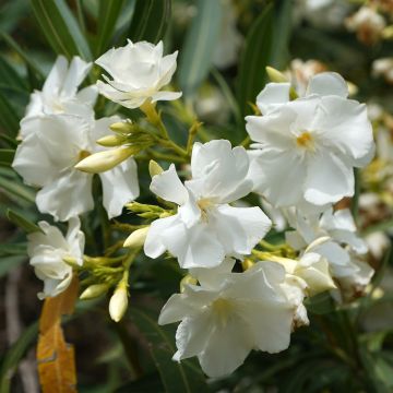 Laurier-rose ou Nerium oleander Mont Blanc