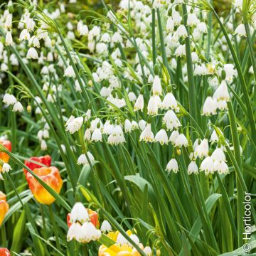 Nivéole d'été, Leucojum aestivum, bulbes Meilland Richardier
