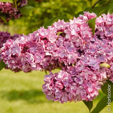 Lilas double Paul Thirion, arbustes parfumés Meilland Richardier