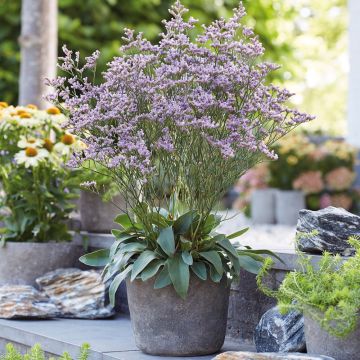 Limonium DAZZLE ROCKS en pot sur terrasse