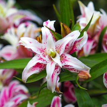 Lis oriental double Magic Star