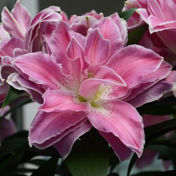 Lis ou Lys oriental Sweet Rosy