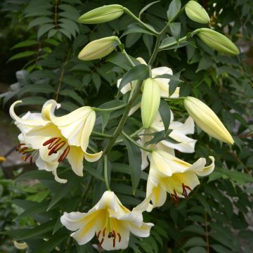 Lys géant ‘Honeymoon’