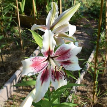 Lys géant ‘Lavon’