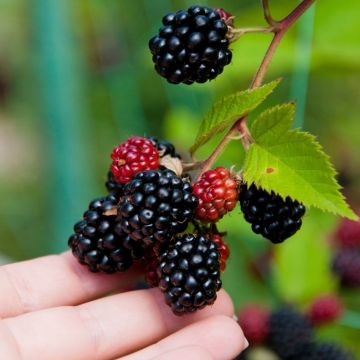 Mûrier géant Triple Crown ou ronce à fruits