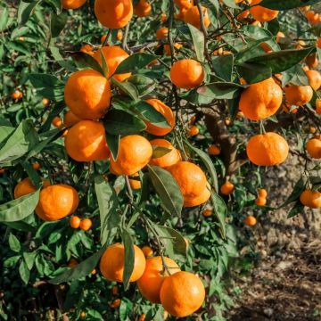 Mandarinier ou citrus deliciosa ou C. reticulata