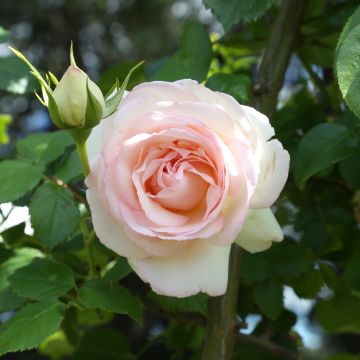 Rosier Grimpant ANDRE LE NOTRE ® Meilinday Rosier Grimpant ANDRE LE NOTRE ® Meilinday