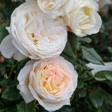 Rosier CAMILLE CLAUDEL ® Meiroguste Rosier CAMILLE CLAUDEL ® Meiroguste