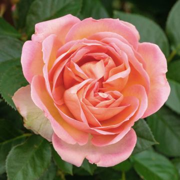 Rosier demi-tige AUGUSTE ESCOFFIER ® Meizasmyne
