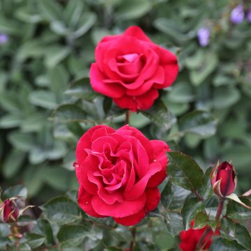 Summer SANGRIA ® Meizilena fleurs