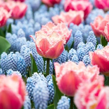 Assortiment Manon : muscari tulipe