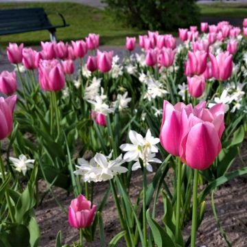Assortiment Belle Île en Mer, narcisse et tulipe Meilland Richardier