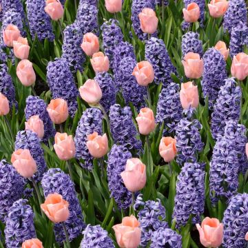 Assortiment Bretagne Tulipe + Jacinthe, bulbes Meilland Richardier