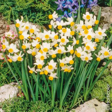 Narcisse plurflore parfumé Canaliculatus, bulbes Meilland Richardier