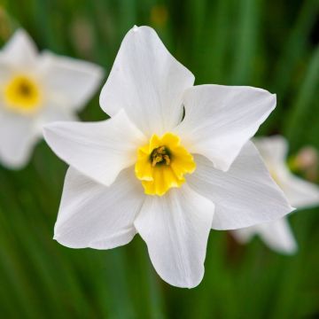 Le narcisse Lieke doté de ses pétales blancs et de cœur jaune.