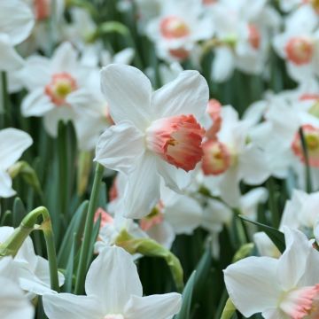 Les pétales blancs et le cœur rose/orangé du narcisse Pink Charm !