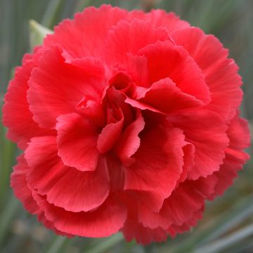 Oeillet anglais 'Diana', oeillet mignardise ou Dianthus plumarius