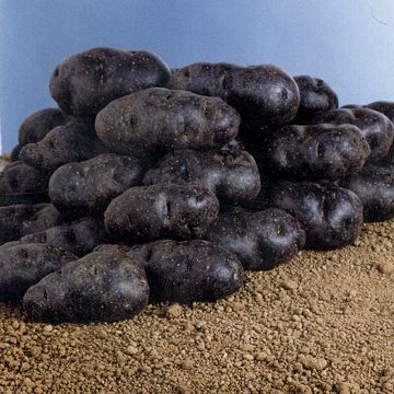 Pomme de terre Vitelotte Noire Meilland Richardier