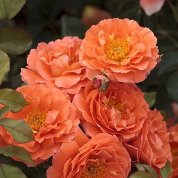 Rosier tige Orange MEILOVE ® Meipluvia, rosier MEILLAND RICHARDIER