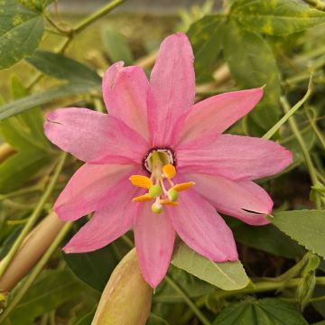 Passiflore exoniensis fleur