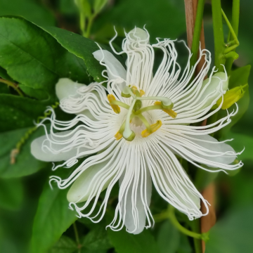 Passiflore Eia popeia - Passiflora (x) incarnata