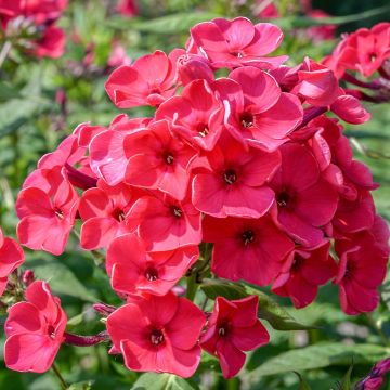 Phlox paniculata Fanal