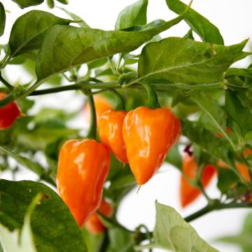 Piment Magnum F1 orange