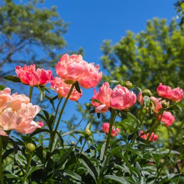 Pivoine hybride Coral Charm massif