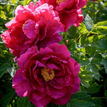 Pivoine arbustive Shin Jetsu Getsu Nishiki