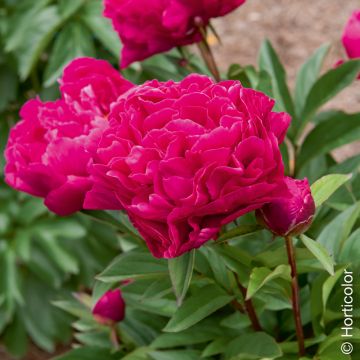 Pivoine lactiflora Hybride Karl Rosenfield, pivoines Meilland Richardier