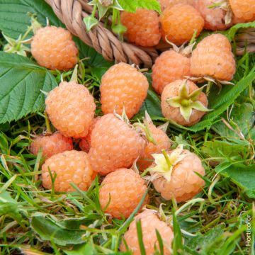 Framboisier PROMYK, petits fruits originaux Meilland Richardier