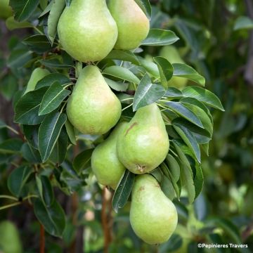 Poirier Nain de jardins® Pearlite