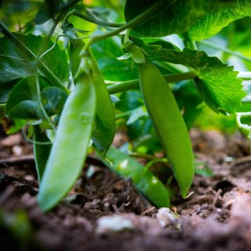 Pois demi-nain mangetout Normand