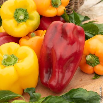 Poivron Mélange de couleurs BIO