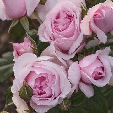 Rosier PETIT TRIANON ® Meigideon