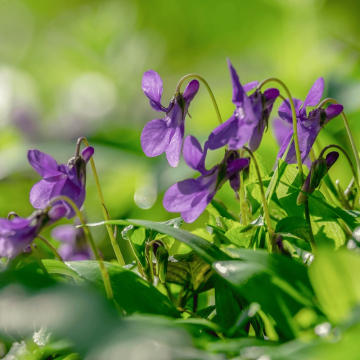 Violette parfumée double de Toulouse