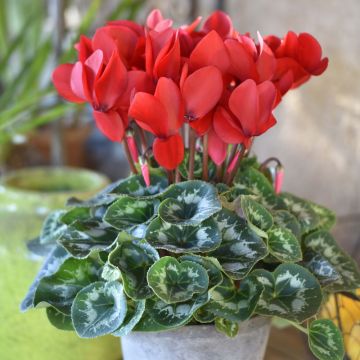 Le nouveau cyclamen Rouge Rebelle planté en pot