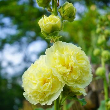Rose trémière jaune