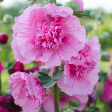 Rose trémière rose