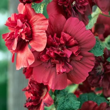 Rose trémière rouge